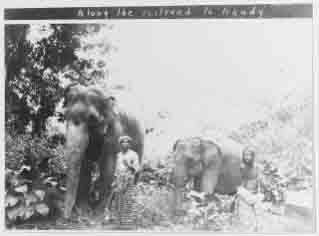 Elephants at work along the railroad, during the Fleet's visit to Ceylon in December 1908.