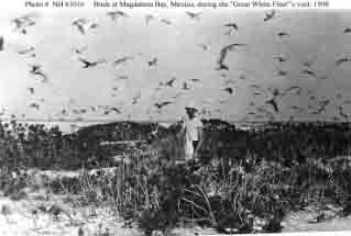 Marine Corps Second Lieutenant Jeter R. Horton surrounded by birds while ashore at Magdalena Bay during Atlantic Fleet's stop there, circa March-April 1908.