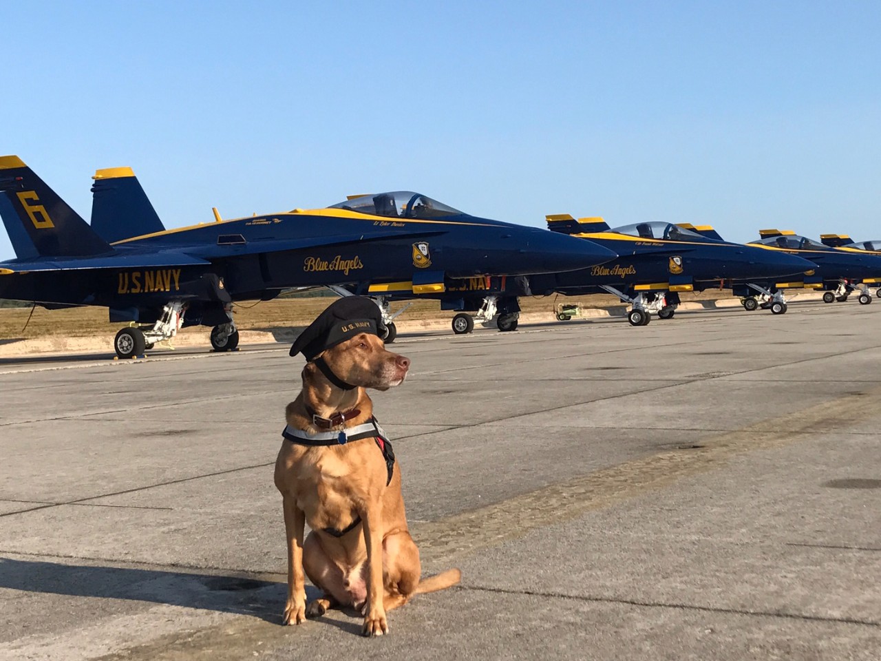 Dog sits in front of Blue Angels flight line. 
