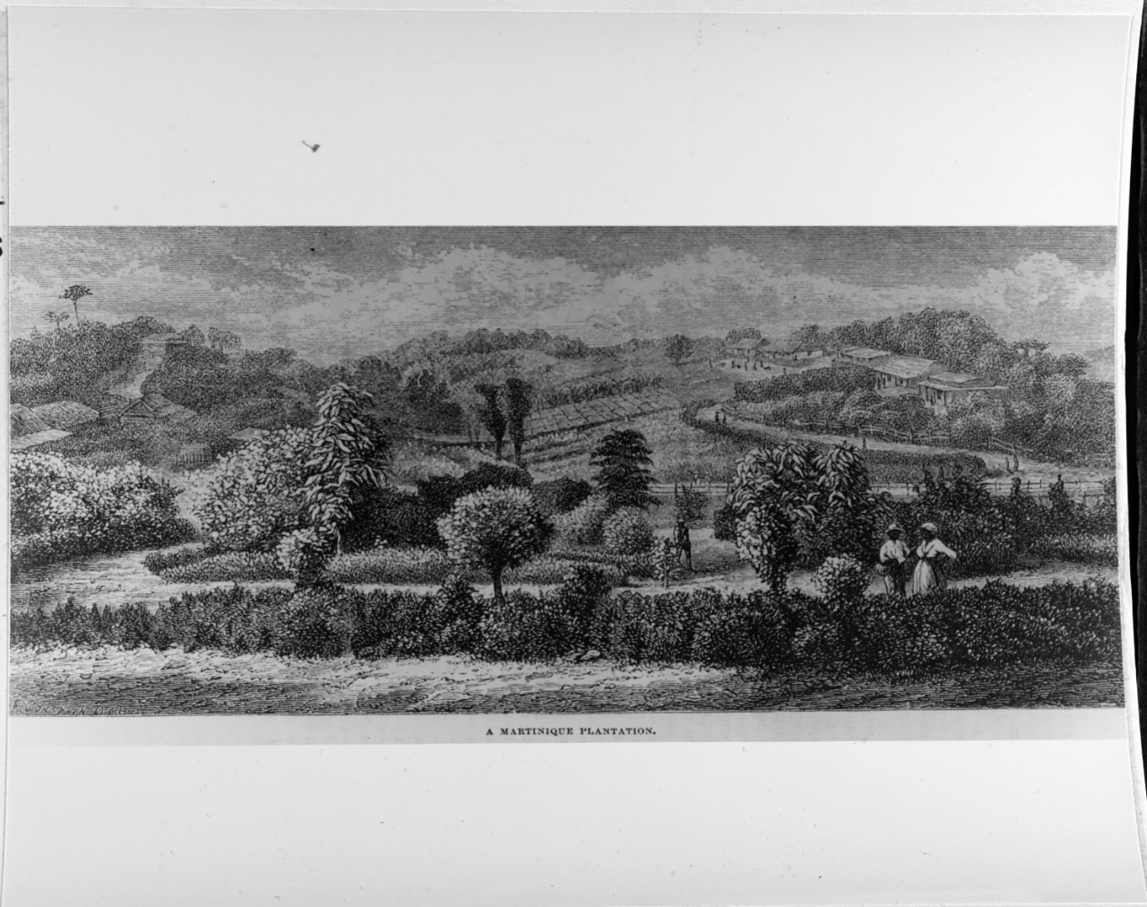 A Martinique Plantation