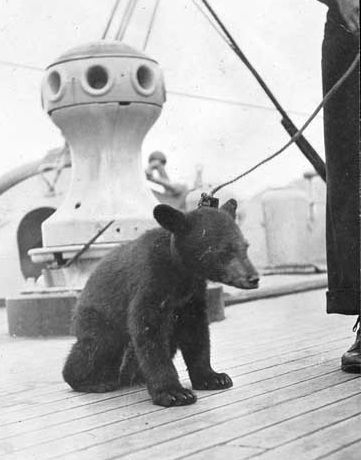 Buffalo’s mascot, “Teddy,” on the ship's forecastle during the 1914 Alaskan Radio Expedition. (Naval History and Heritage Command Photograph NH 105596)