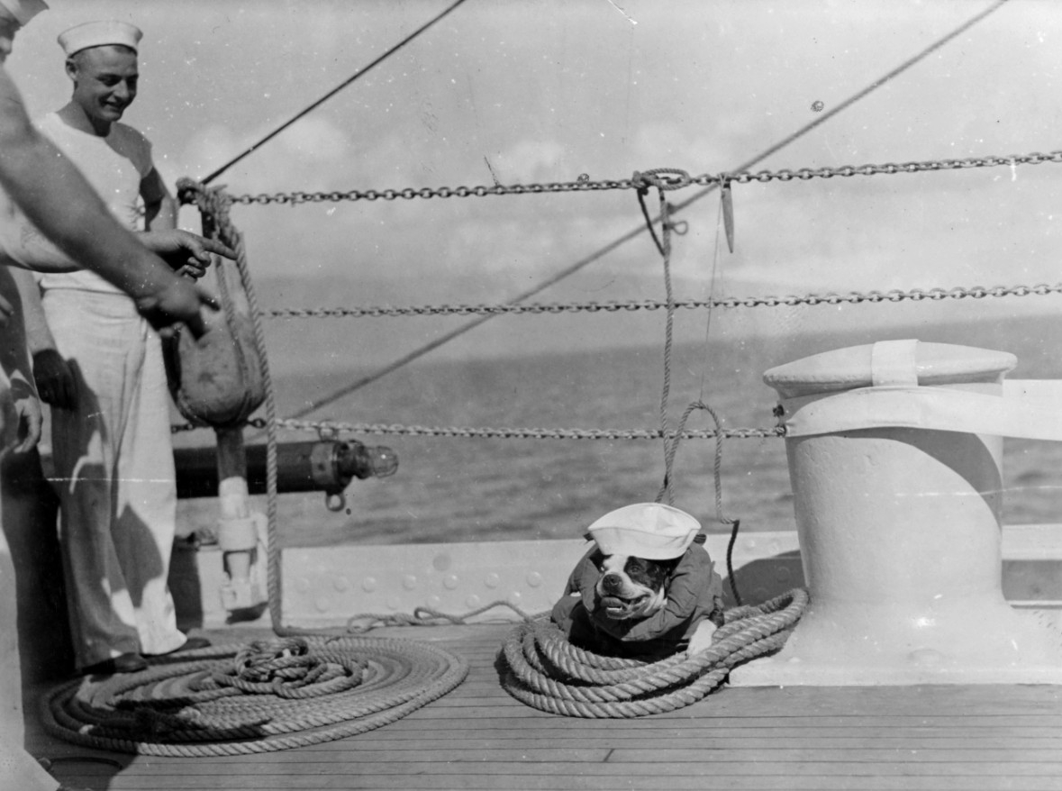 New York’s bulldog mascot, “Pat,” in 1932. (Naval History and Heritage Command, NH 50315)