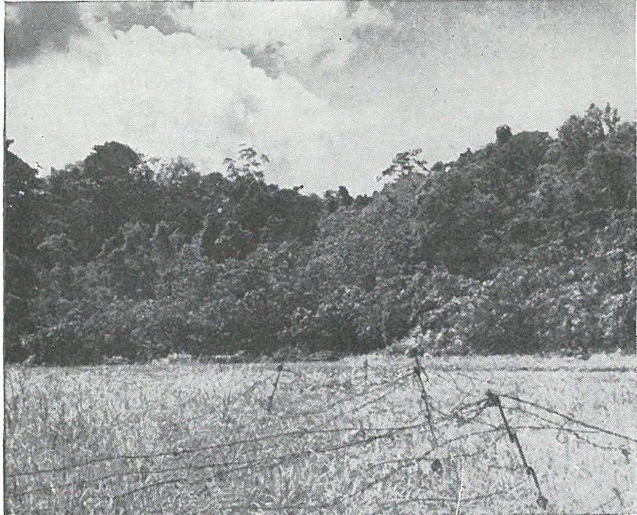 WIRE PROTECTED THE 1ST MARINES' POSITIONS fronting on the grassy plain, across which the Japanese 1st Battalion, 124th Infantry delivered an attack during the Edson's Ridge battle to the west.
