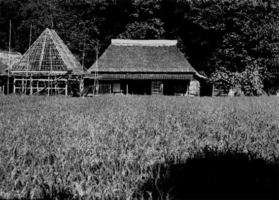 Thatch-roofed Farmer's house