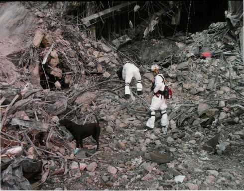 Dogs and handlers in search and rescue operations.