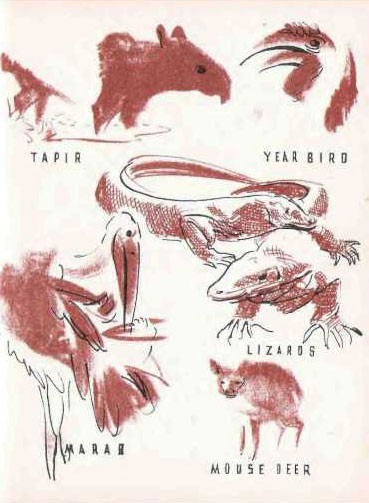 Illustration of animals - tapir, year bird, lizards, marab, and mouse deer.