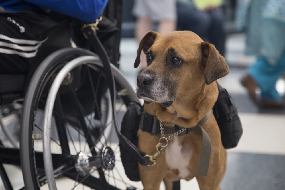 <p>A service dog accompanies his veteran owner</p>