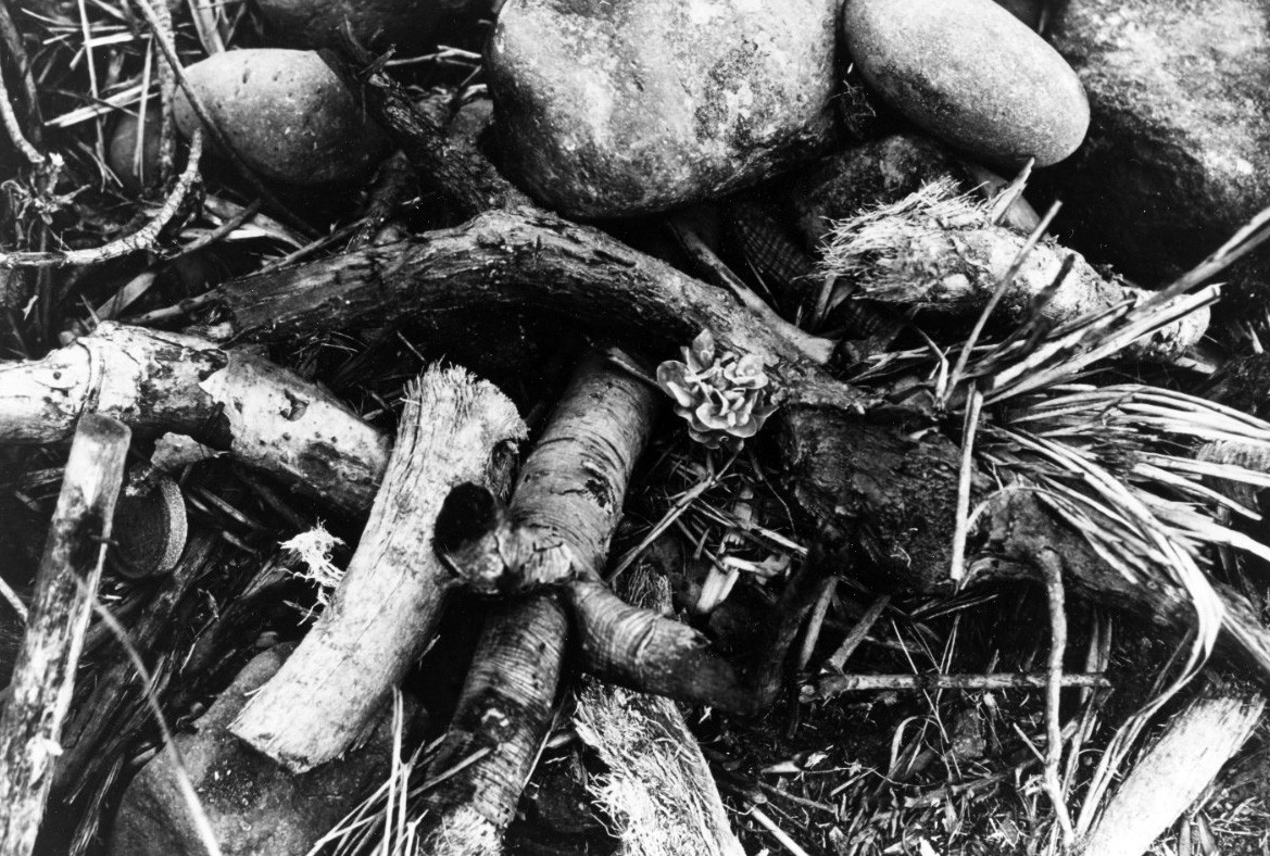Iwo Jima Campaign, 1945. A small flower, the only living thing in site, pokes through a mass of uprooted rocks and mangled tree branches on a desolate hillside of Iwo Jima. Photographed by Captain Edward Steichen. Official U.S. Navy Photograph, n...