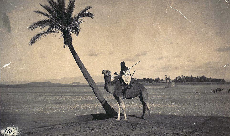 Man on camel next to a slanting palm tree, desert in background.  Courtesy of the Library of Congress, LC-DIG-ppmsca-04408.