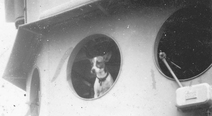 Dog looking through a circular window on a ship bridge.