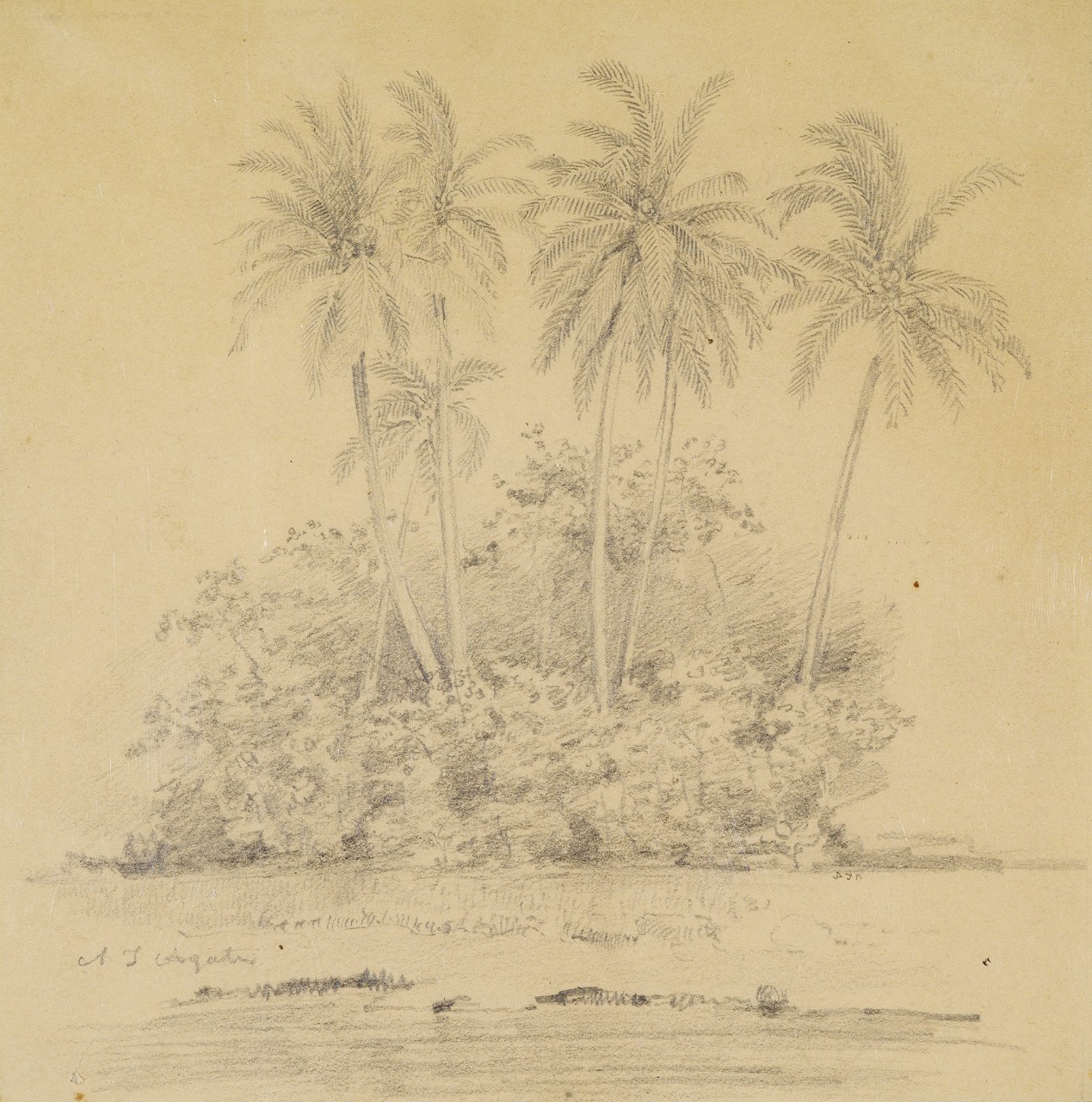 A group of palm trees 