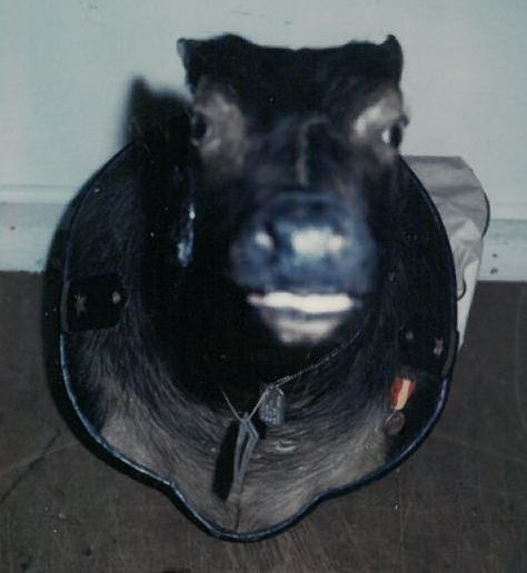 Straight-on view of Ensign Tamaraw. Shoulder boards, dog tag, ID card, and medal visible in photo. 