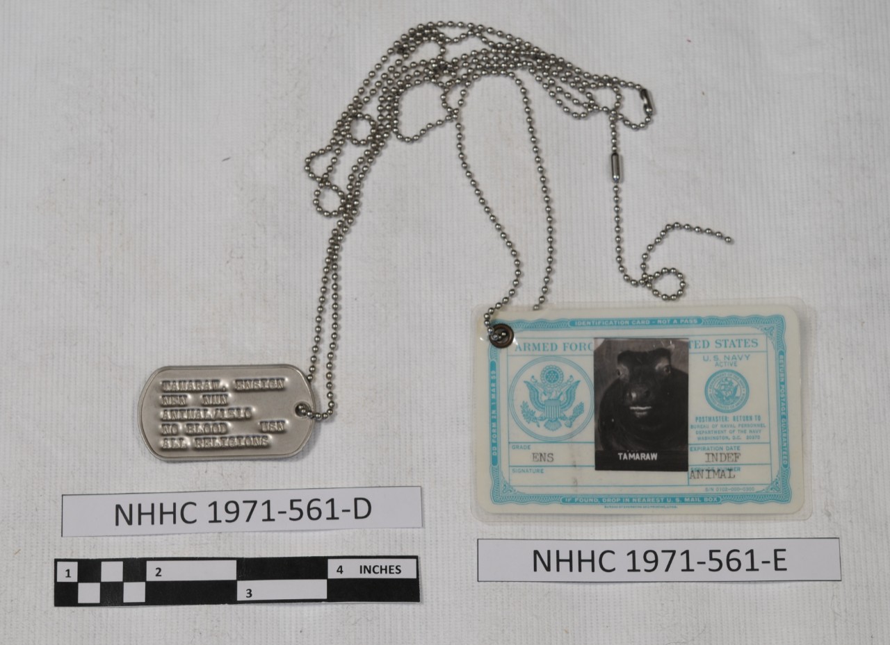 <p>One metal dog tag. The tag is rectangular in shape with rounded ends. It is stamped with text // TAMARAW, ENSIGN / NFN NMN / ANIMAL/1310 / NO BLOOD / USN / ALL RELIGIONS // One laminated photo identification card. The print and design on the card are in light green. The top border reads // IDENTIFICATION CARD-NOT A PASS // The left border reads // DD FORM 2N 1 MARCH 59 // The right border reads // RETURN POSTAGE GUARANTEED // The bottom border reads // IF FOUND, DROP IN NEAREST U.S. MAIL BOX // The card is title ARMED FORCES OF THE UNITED STATES, U.S. Navy Active. There is a square, black and white photo of Tamaraw. The information included on the card: Grade ENS, Expiration Date INDEF, Service Number ANIMAL. </p>