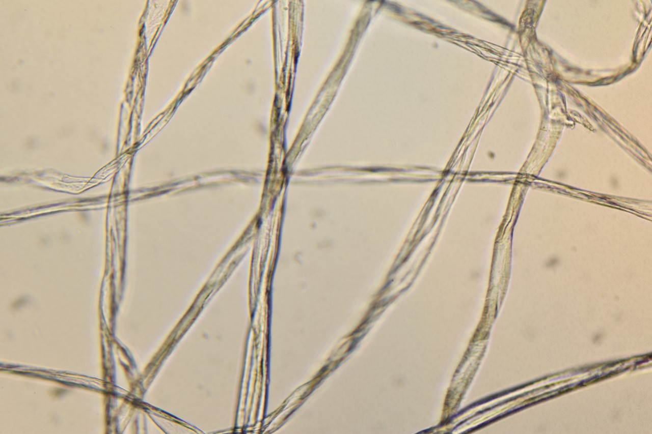 Individual cotton fibers from the FGS Lutjens bedsheet positively identified using polarized light microscopy. 