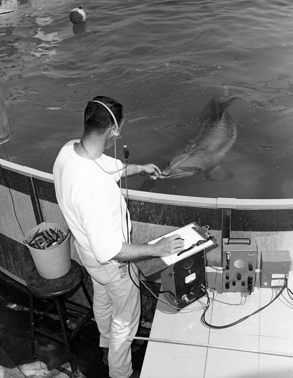 A staff member of the Naval Missile Center Marine Biology Facility, Point Mugu, CA, conducts a test with a porpoise. Such checks on the health of the animals are important to success in the study of porpoise physiology. Results of this work are expected to contribute valuable information to naval science and "man under the sea programs". June 15, 1965. 