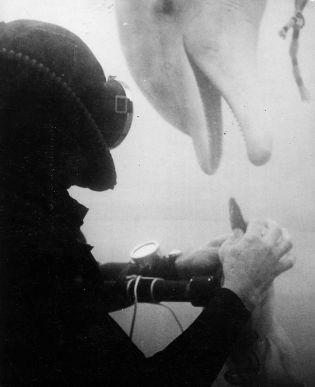 Navy diver John Reaves of SEALAB II Project, rewards porpoise Tuffy with a fish as they train together 80 feet down in the open ocean off Point Mugu, CA. Tuffy will work with Reaves and other divers in experiments to see how a porpoise can assist man underwater. A snap hook is attached to Tuffy's harness which enables him to carry messages and tools to the divers. The experiments with Tuffy during SEALAB II is a project of the US Naval Missile Test Center, Point Mugu, CA. 
