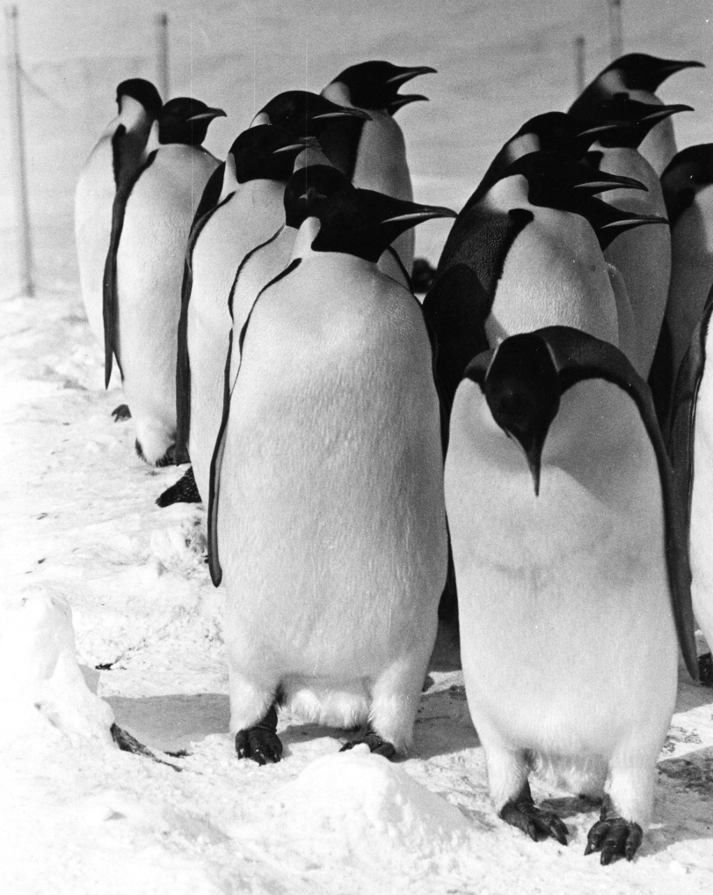 A group of Emperor Penguins at McMurdo Station, Antarctica. The penguins are part of a group captured by employees of Sea World of San Diego, California.
