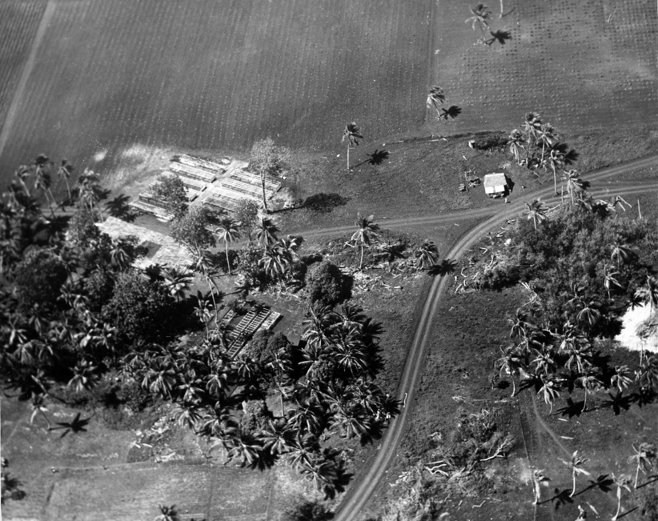 Navy-Foreign Economic Administration (FEA) farm on Guam. This and similiar enterprises on Tinian and Saipan are on their way to supplementing the diets of combat weary service personnel throughout the Marianas. July 29, 1945. 