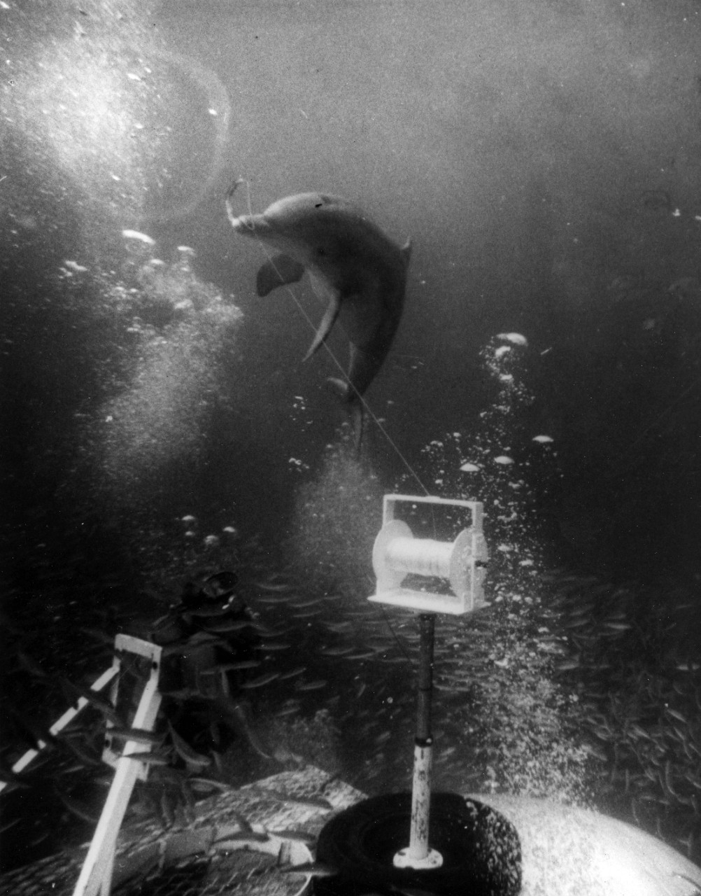 Working with man...porpoises taking line from experimental diver rescue reel. This work was directed toward development of diver rescue system for Man in the Sea program. September 1968. 