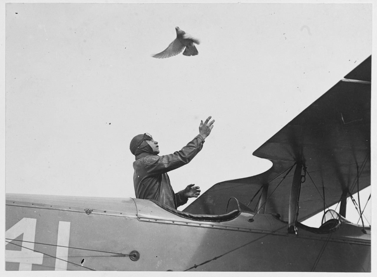 Carrier pigeon, the peerless pilot