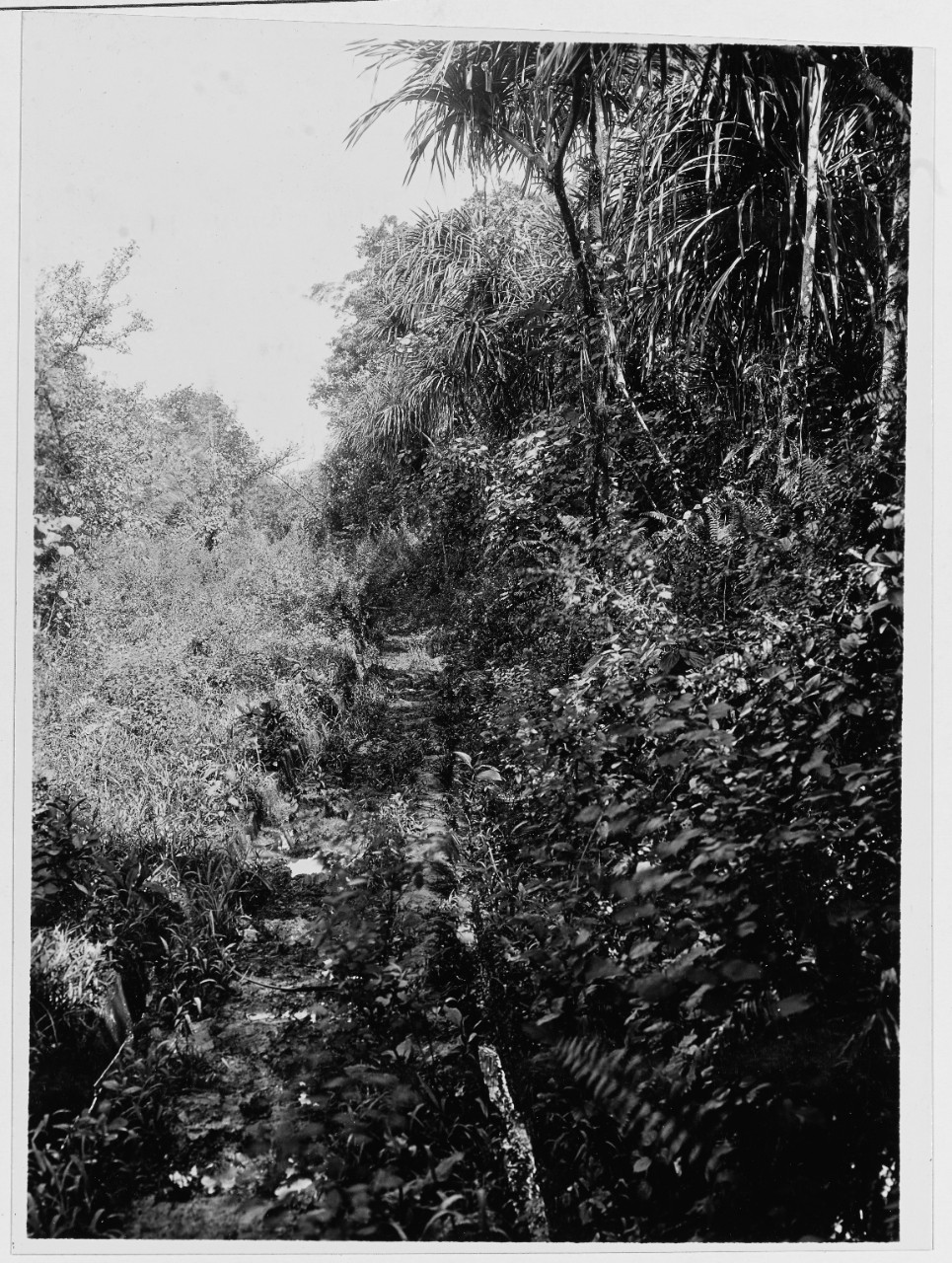 Guam, Ox-cart trail, 10 October 1929.