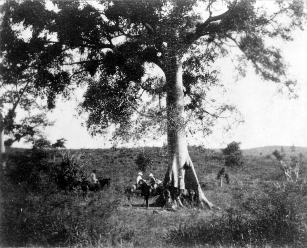 Photo #: NH 1489  Prisoner Exchange Tree, Santiago, Cuba, 1898