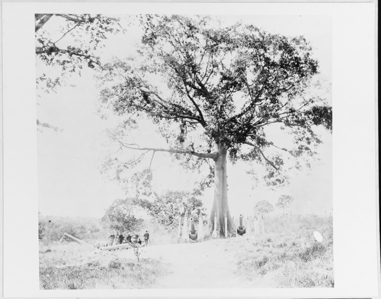Surrender Tree near Santiago, Cuba, 1898.