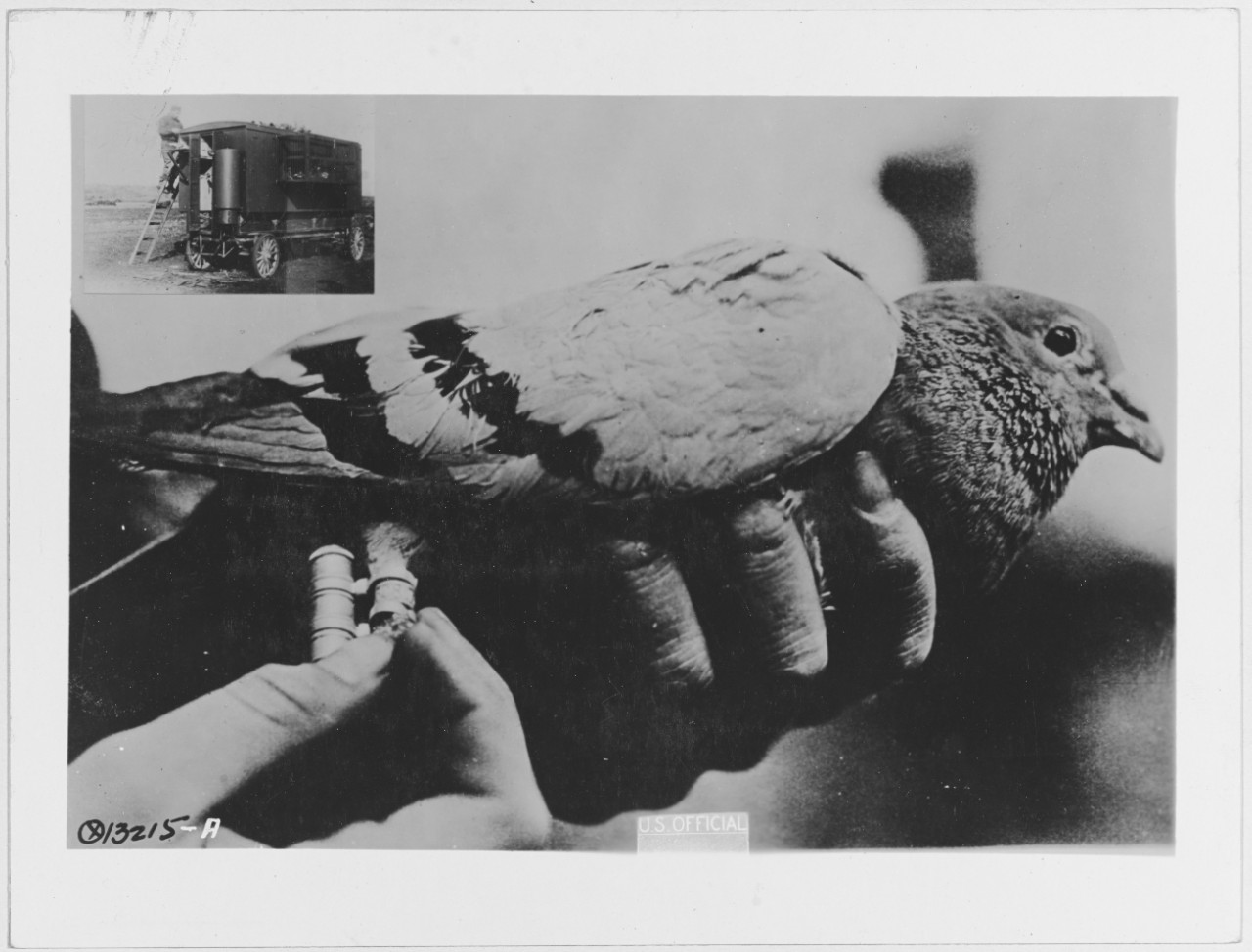 Clasping message to Carrier Pigeon, inset image of man with Pigeon vehicle. U.S. Naval Air Station, Brest, France. 1917-1919.