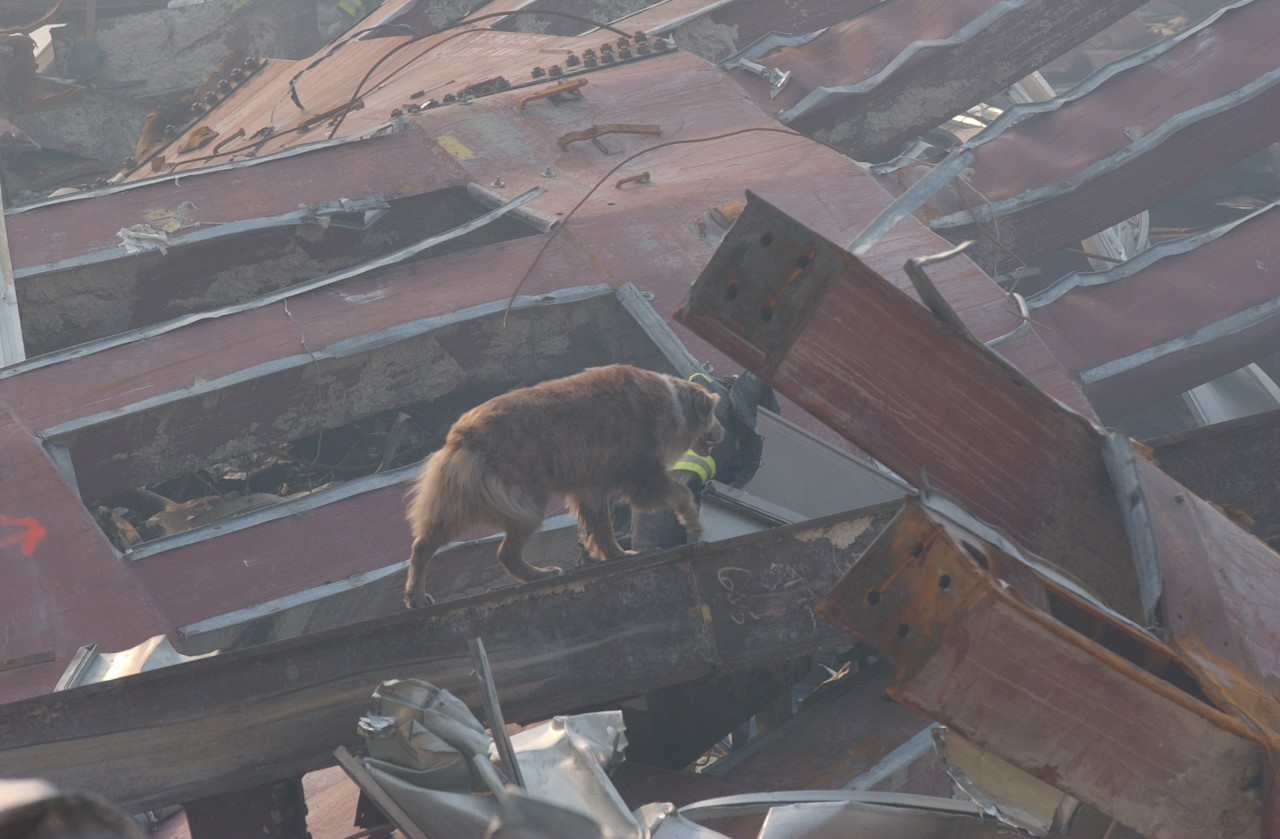 A search and rescue canine works at Ground Zero in New York City following the attacks on 9/11, 15 September 2001