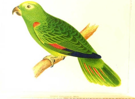 Chilean Parrot by W. Dreser