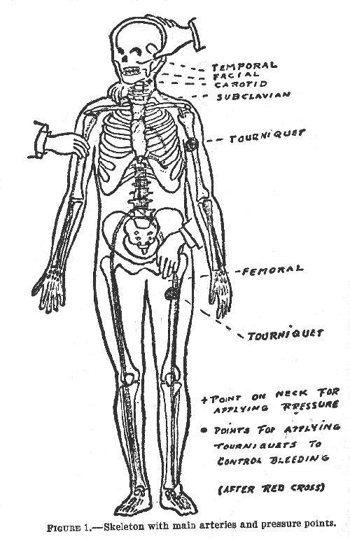 Figure 1. - Skeleton with main arteries and pressure points.