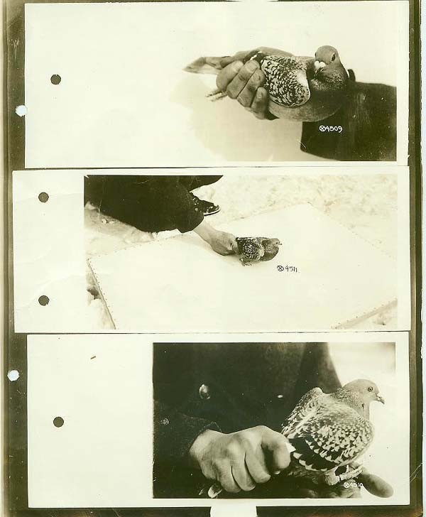 Photograph shows the proper method of holding a pigeon in the hand.