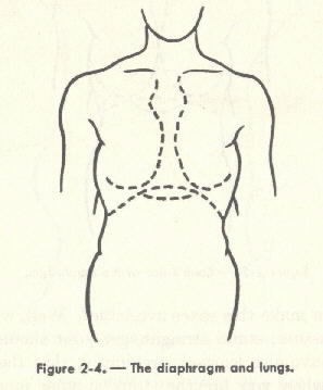 Diagram of figure 2-4. - The diaphragm and lungs.
