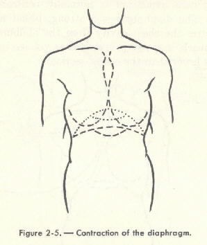 Diagram of Figure 2-5. - Contraction of the diaphragm.