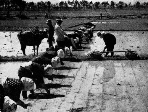 ... or regimented the women to line up and do the hard work in the muck of the rice fields.