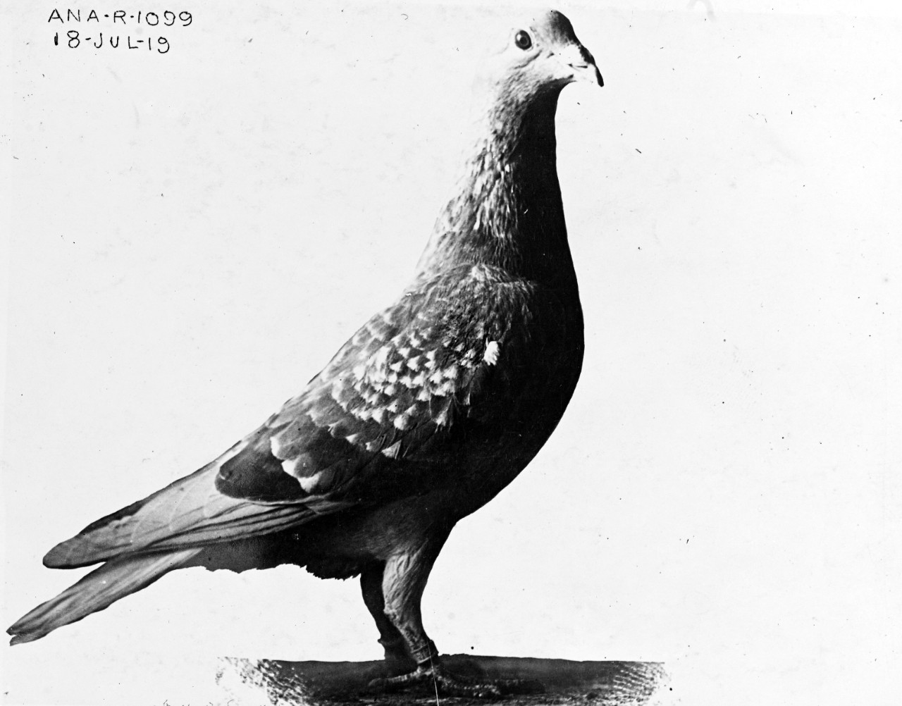 Photo of a celebrated naval homing pigeon