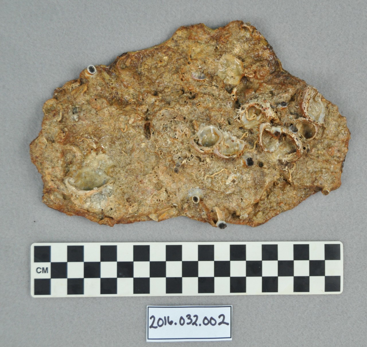 <p>A hard flat conglomerate of sea shells, sand, and red iron corrosion that formed on the USS <i>Houston</i>’s hull.</p>
