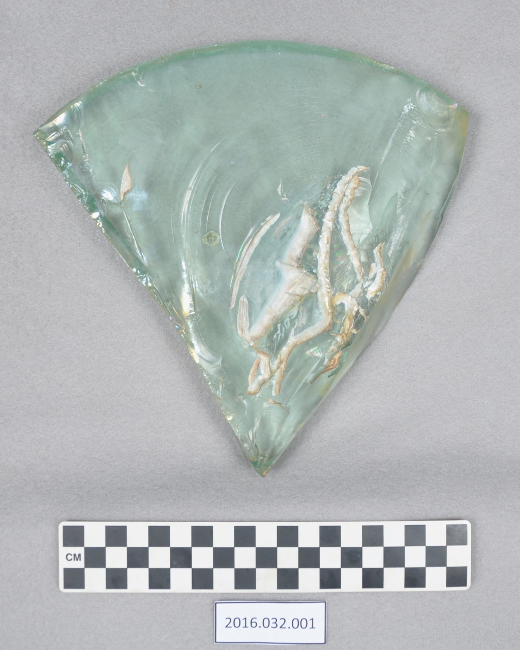 <p>A broken section of a rounded light green glass from a porthole that was recovered from USS <i>Houston</i>.</p>
