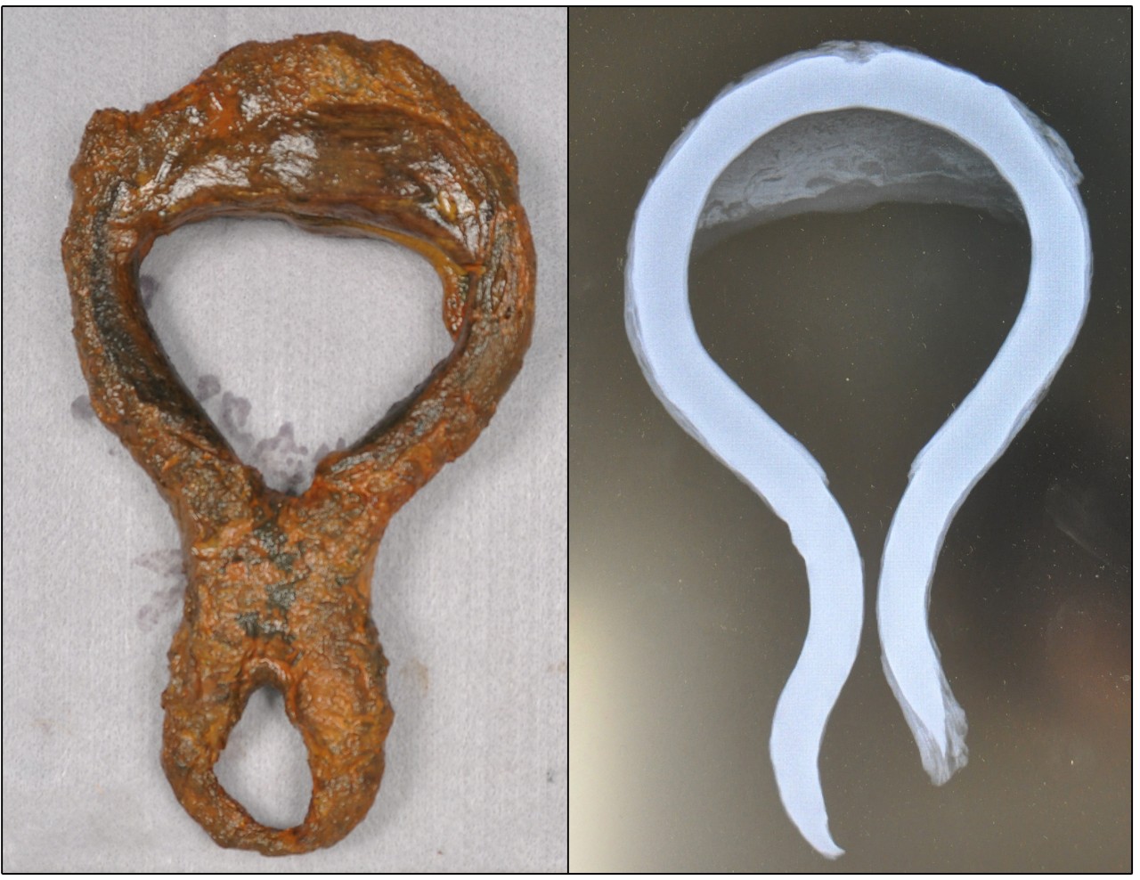 On the left is a color photograph of a partial wooden deadeye attached to a heavily concreted iron strop. On the right is an x-ray of the same deadeye and strop, showing the outline of the iron strop in bold white.