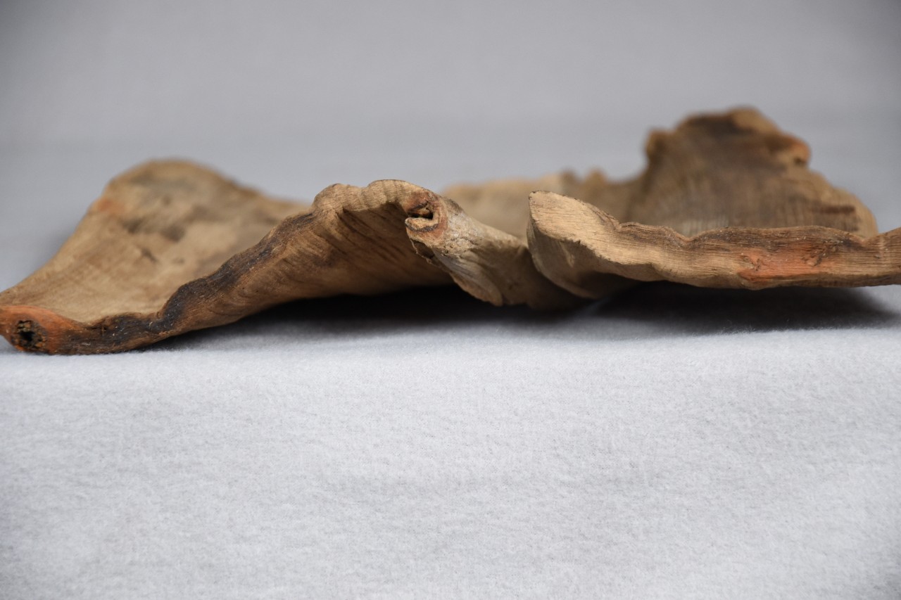 Color photo of side view of wavy and warped archaeological wood.