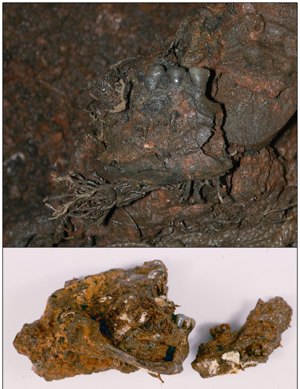 Two color photo of a partial human mandible. The top image shows the dark colored mandible with black teeth embedded in concretion still attached to a large cannon. The bottom shows two pieces of the mandible after removal from the cannon, still partially covered in concretion.